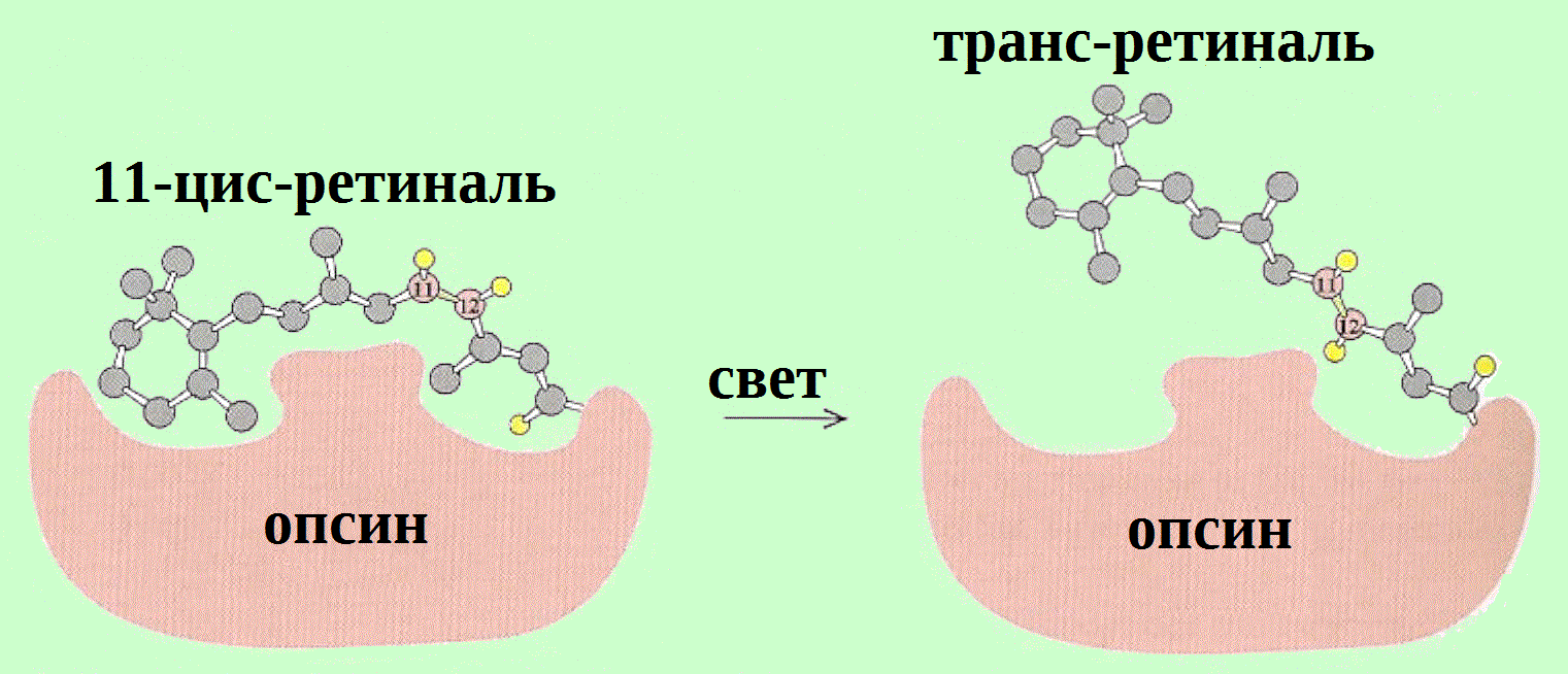 Взаимодействие ретиналя и опсина