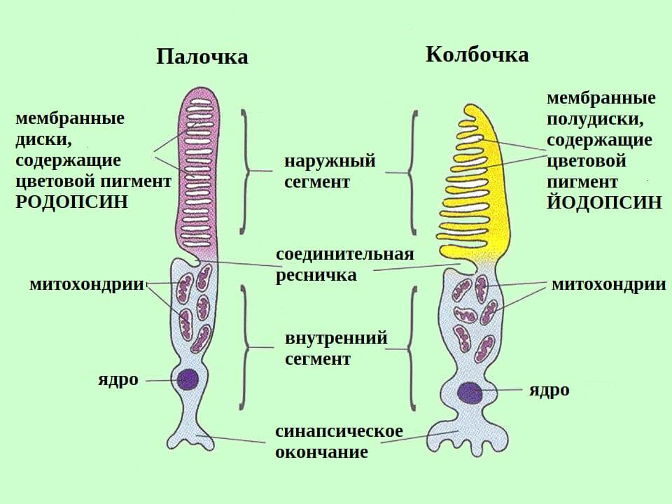 строение палочек и колбочек