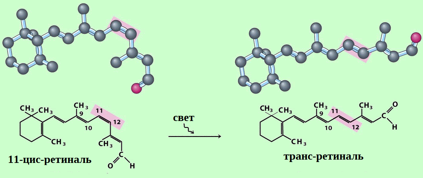Превращение цис-ретиналя в транс-ретиналь под действием света 