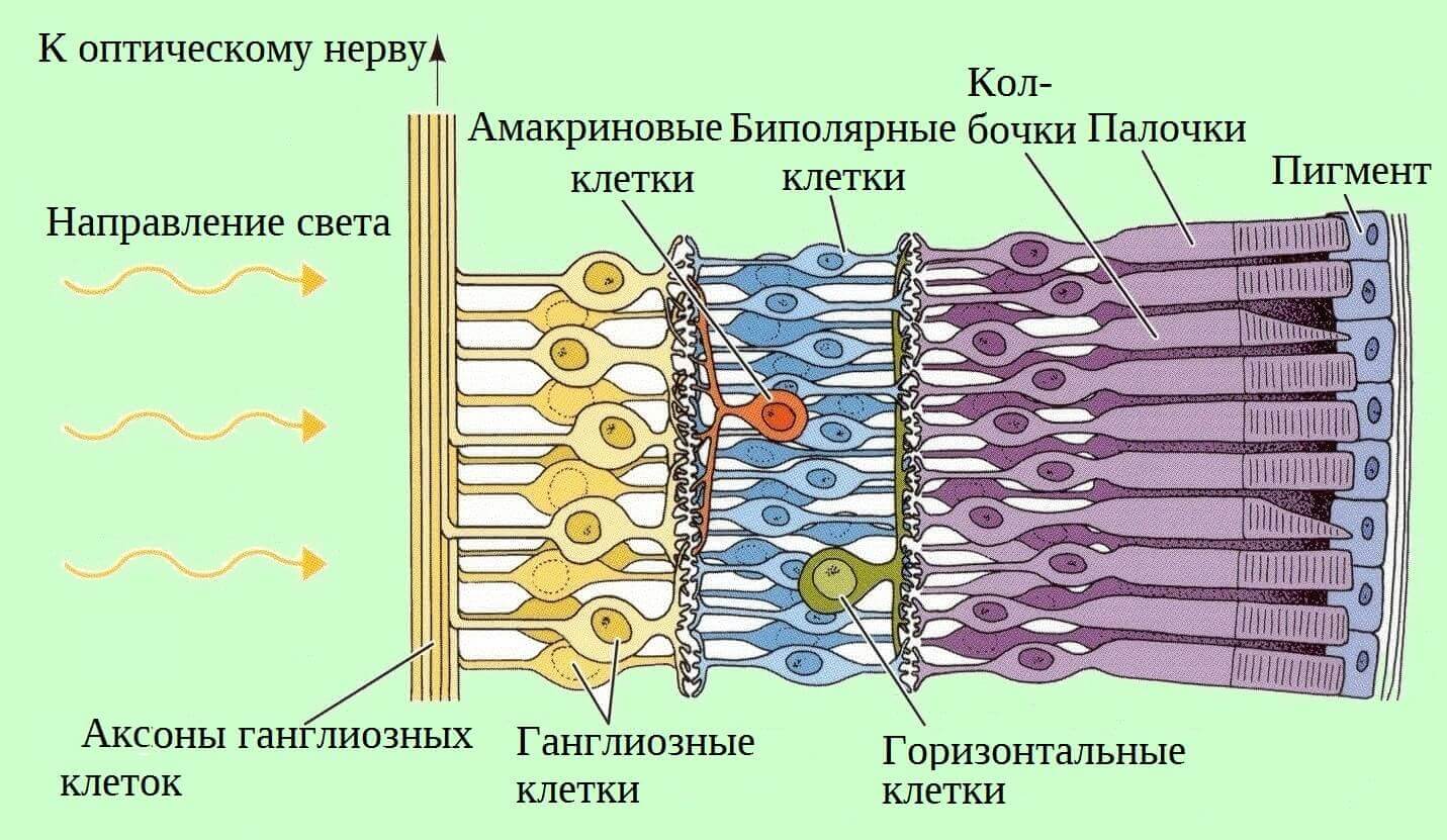 Работа сетчатки. Строение сетчатки анатомия. Строение сетчатки глаза человека схема. Строение клеток сетчатки. Строение сетчатки глаза слои.