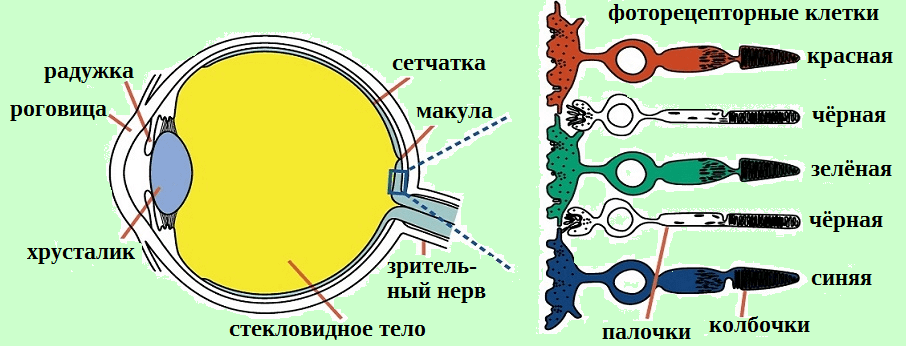 Строение глаза, палочки и колбочки